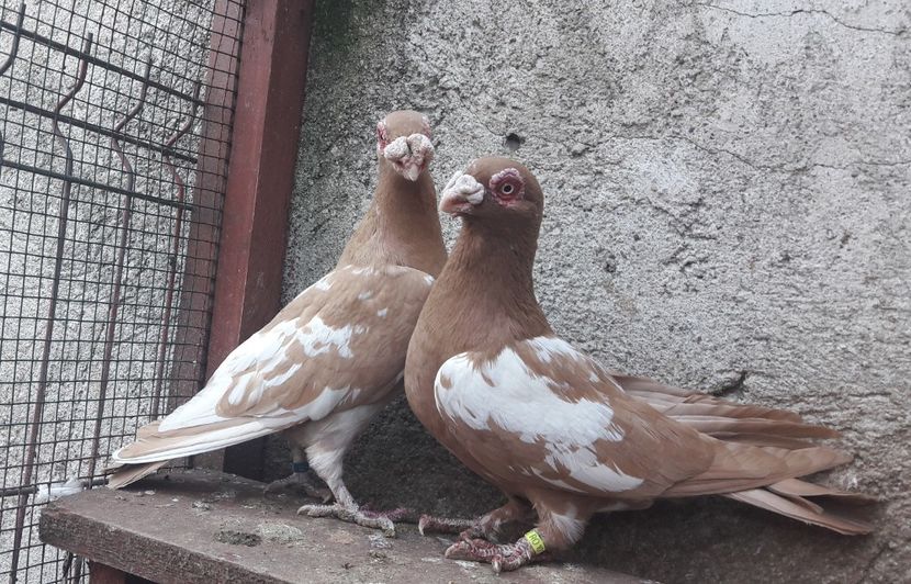 M 2018  - F 2017 - Carunculați 2019