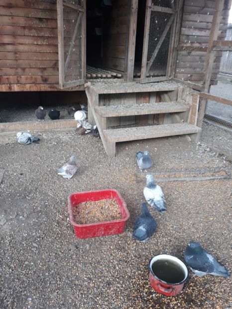  - Voliera porumbei 2020