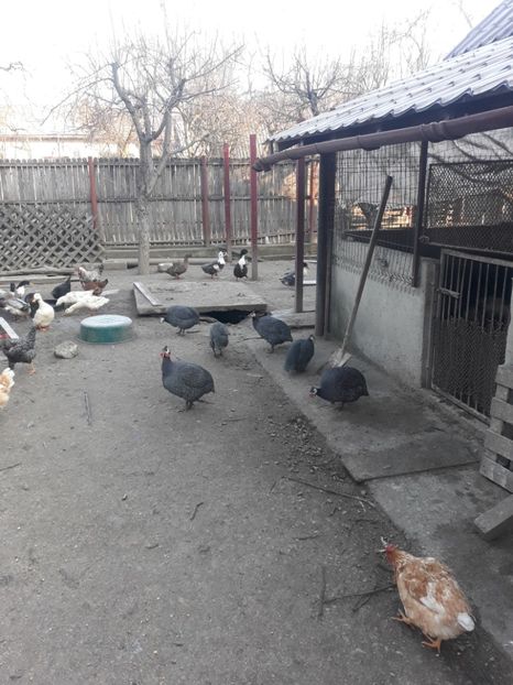  - Matca bibilici 2020