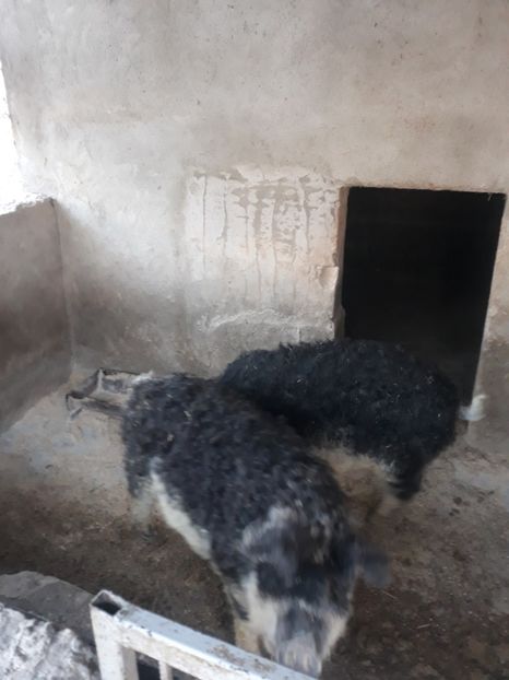  - Matca porci mangalita 2020