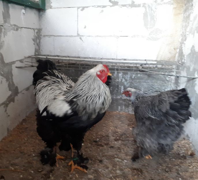  - Brahma potarnichiu albastru silver Orange bobat si HI