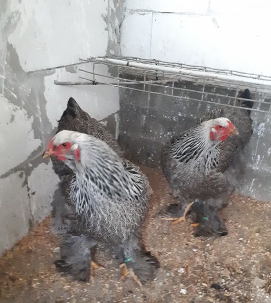  - Brahma potarnichiu albastru silver Orange bobat si HI