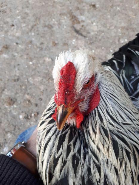  - Brahma potarnichiu albastru silver Orange bobat si HI