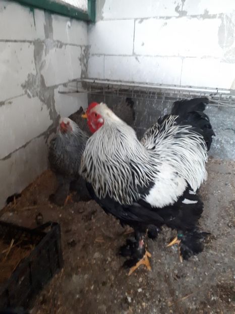  - Brahma potarnichiu albastru silver Orange bobat si HI