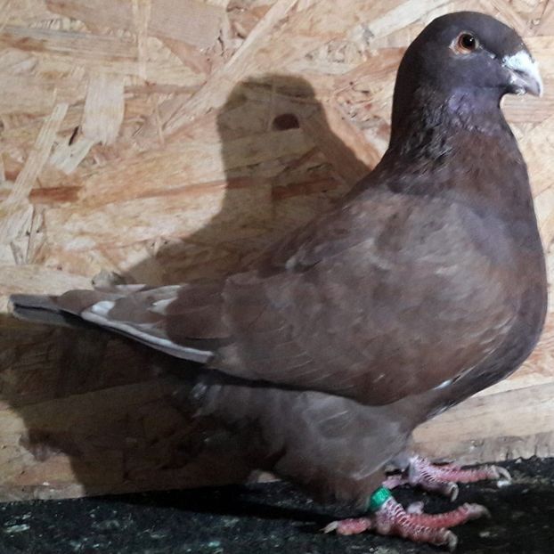  - 3---AGH DAȚI 2019 - 2025