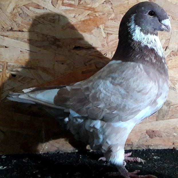  - 3---AGH DAȚI 2019 - 2025