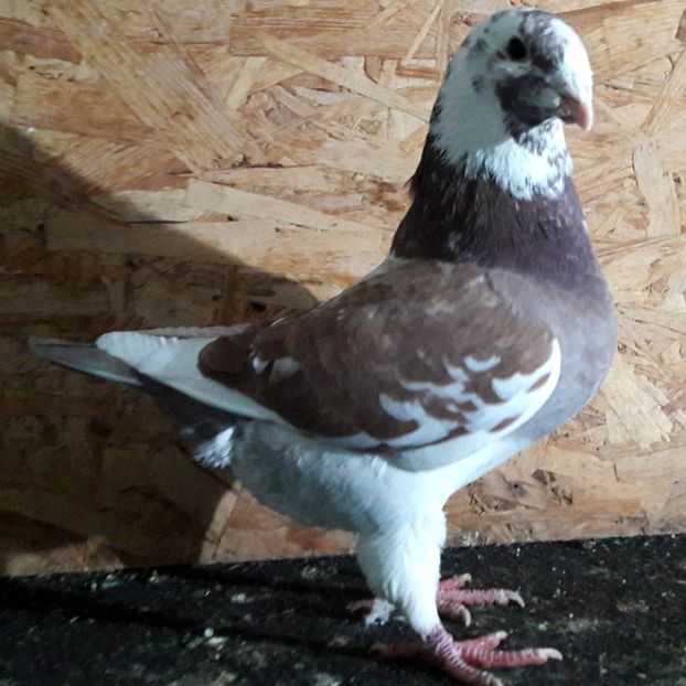  - 3---AGH DAȚI 2019 - 2025