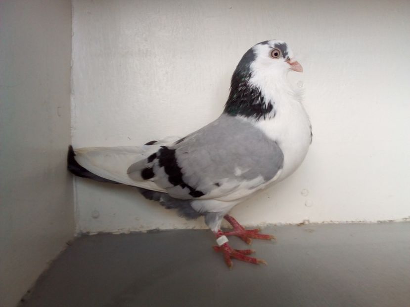  - PORUMBEI CARE MI AU APARTINUT