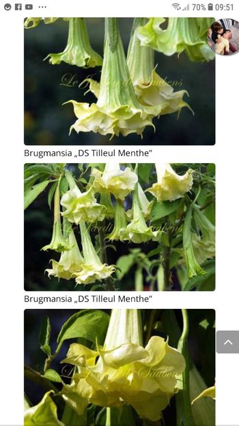 Screenshot_20200116-095101_Chrome - D S Tilleul Menthe