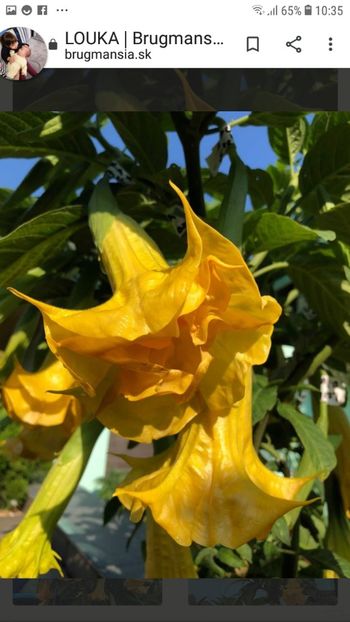 Screenshot_20200116-103530_Chrome - Louka