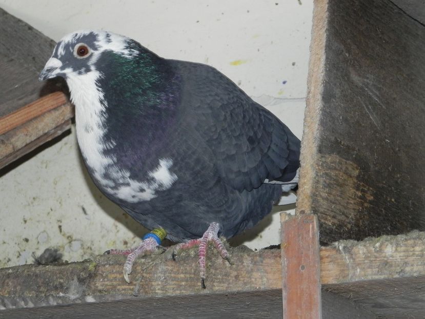 M 30 lei - Porumbei vanduti