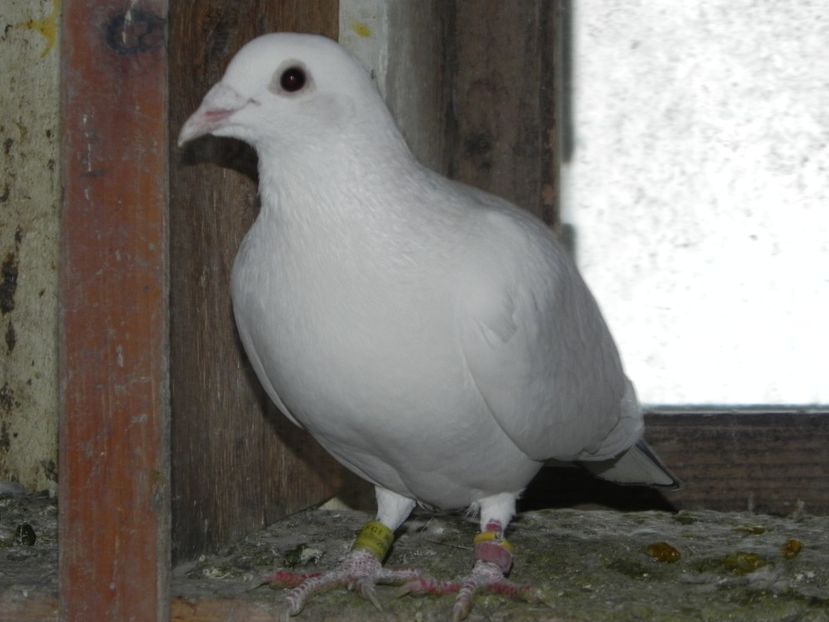 M 20 lei - Porumbei vanduti