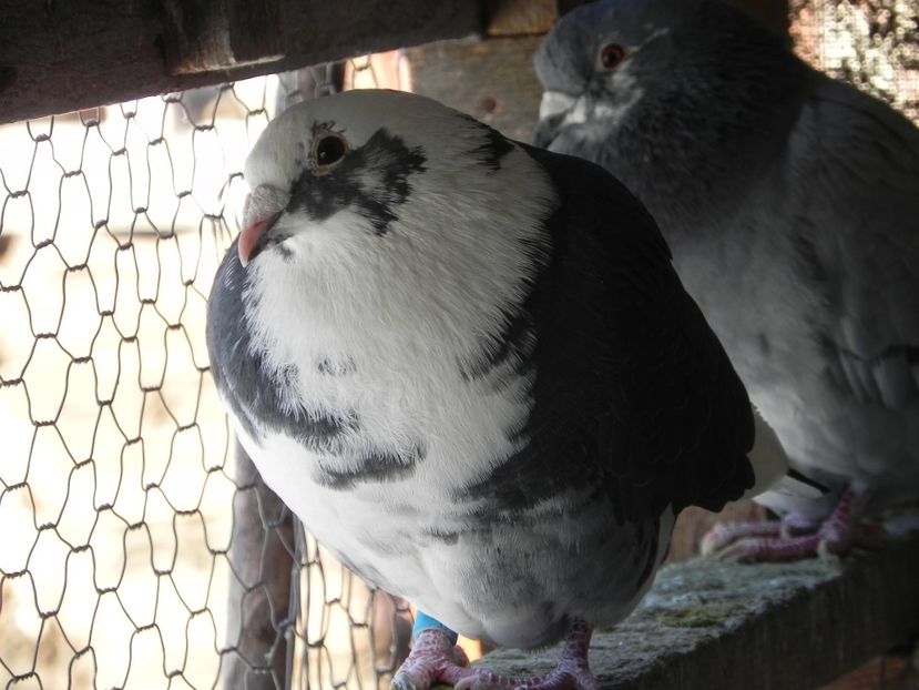 F 30 lei - Porumbei vanduti