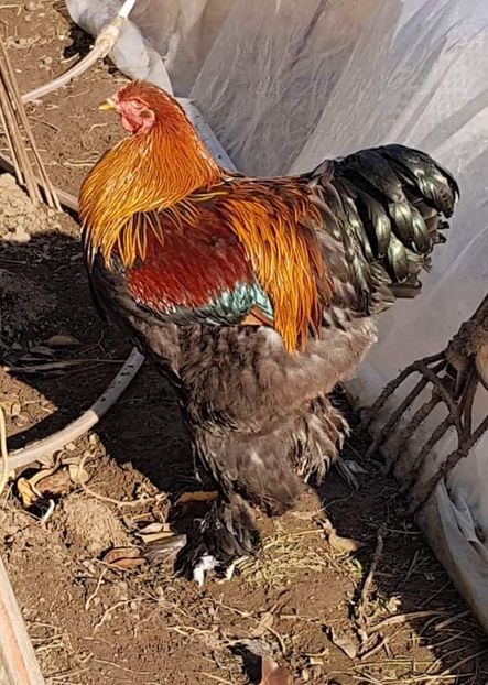 Tanar din aprilie 2019 - B__Brahma Potarnichiu