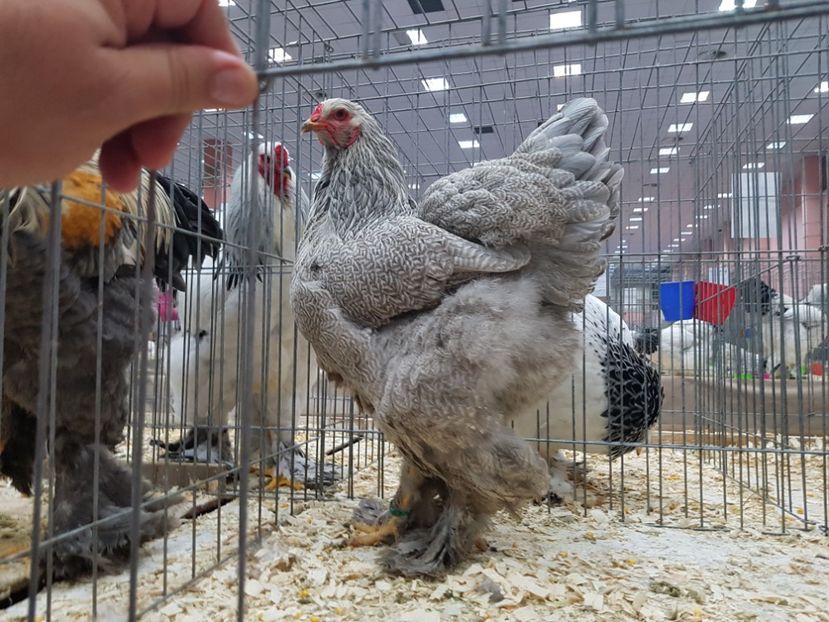 Campioana nationala 2019 - B__Brahma Silver orange