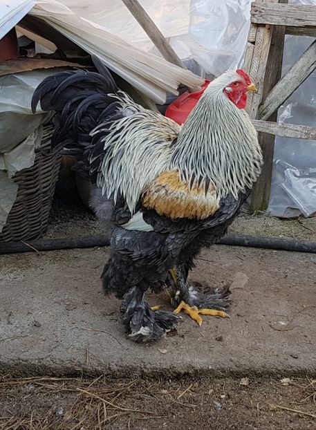 Tanar bso din martie 2019 - B__Brahma Silver orange