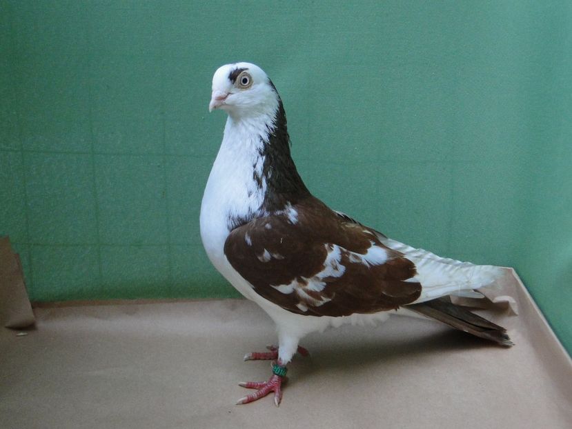 M 2019_14663 - porumbei care mi-au apartinut
