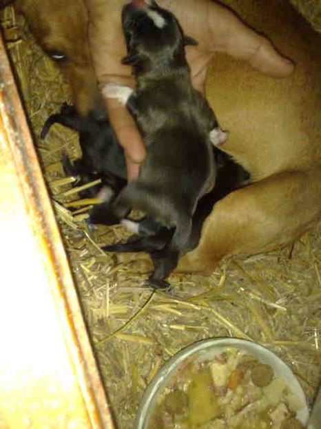 Copii lu Brenda=Rica - Caini de sobolani-dihori-paza