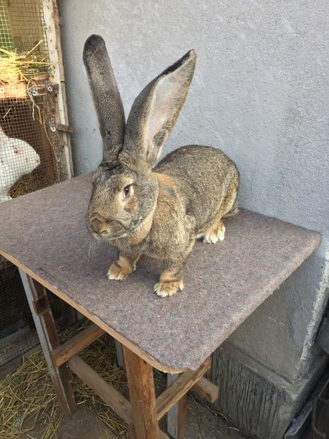 0924BE11-09F1-416F-B571-D82F2088A9BC - RO 8-128203