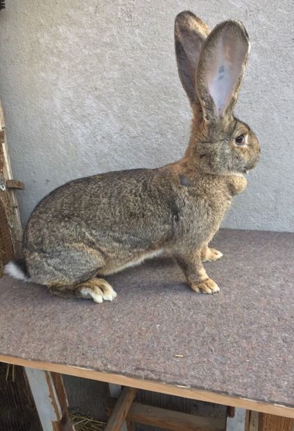 AF3BFF11-6A2B-435A-9F19-AF9A0AFBC1E2 - RO 8-128203