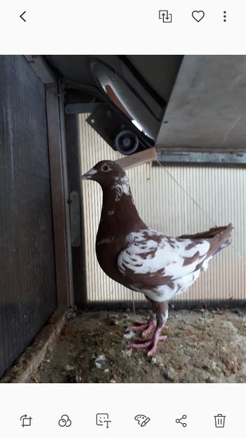 Screenshot_20200116-221356_Gallery - Meulemans de vanzare