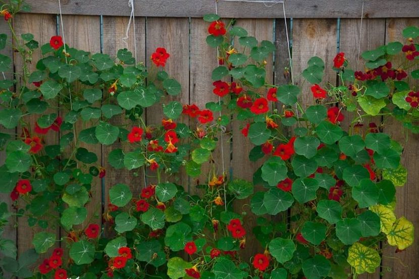 Tropaeolum majus Red Troika-6 seminte-5 lei - CONDURASI