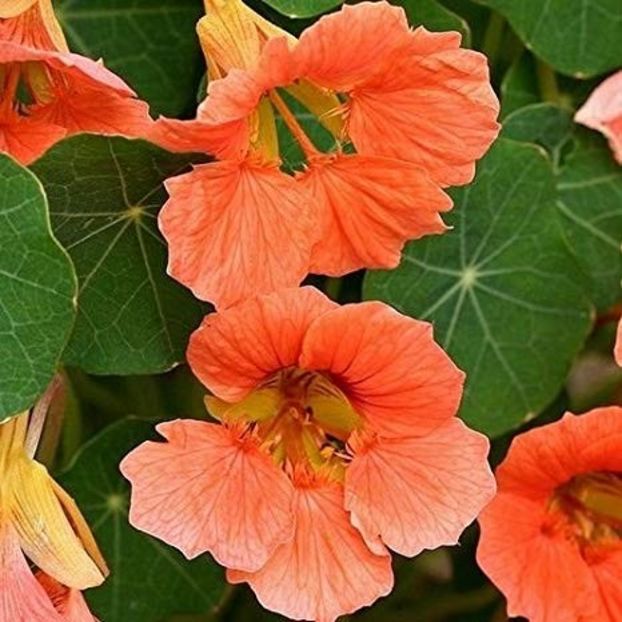 Tropaeolum majus Salmon Gleam-6 seminte-5 lei - CONDURASI