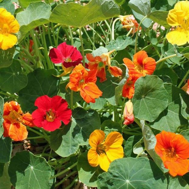Tropaeolum majus Whirlybird Mix-6 seminte-5 lei - CONDURASI