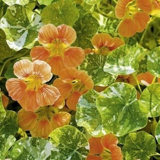 Tropaeolum minus Alaska Salmon variegat-6 seminte-5 lei - CONDURASI