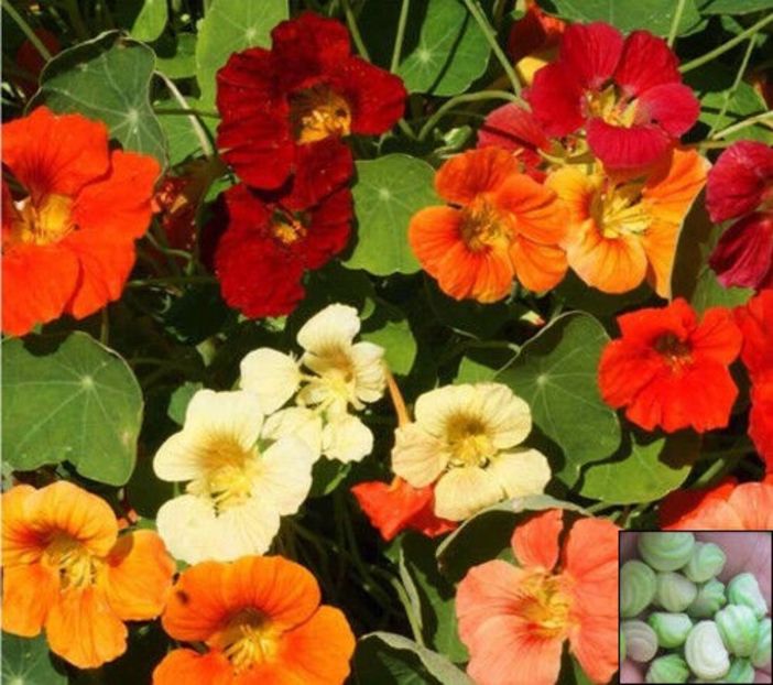 Tropaeolum minus Tom Thumb Mix-6 seminte-5 lei - CONDURASI