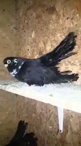 2020-01-17 00.41.33 - Negrii trenati de Bucuresti 2019