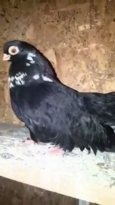 2020-01-17 00.41.50 - Negrii trenati de Bucuresti 2019