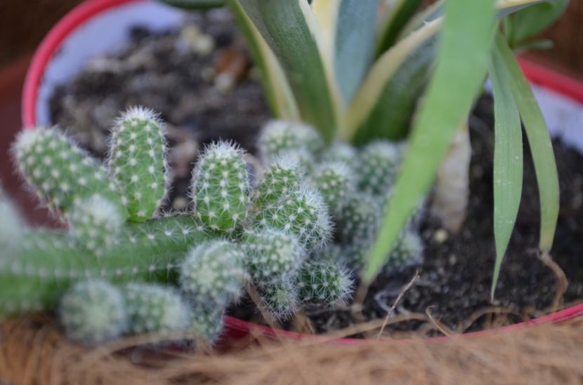  - suculente si cactusi