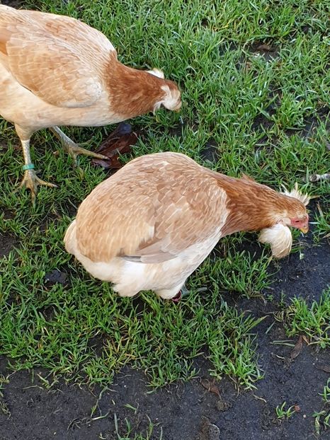 Araucana Gold Galben 2019 - 2020 Araucana Sălbatic Willd și Gold