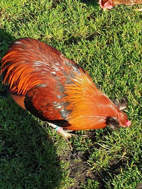 Cocoș Araucana Gold - 2020 Araucana Sălbatic Willd și Gold