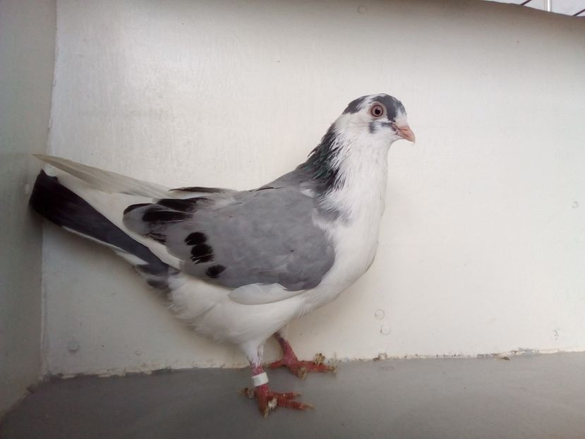  - PORUMBEI CARE MI AU APARTINUT