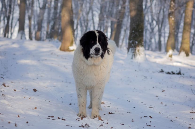 11.01.20 - 14-CRB Balto