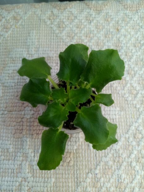 17 ian - ZZ AV Fairy Tale