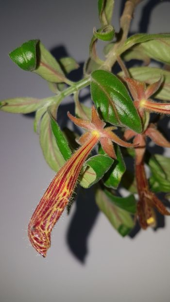 C. Schiedeana - Columnee
