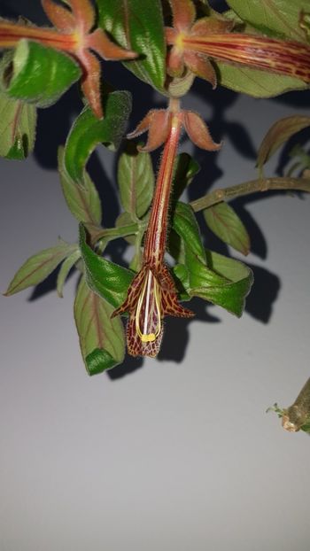 C. Schiedeana - Columnee