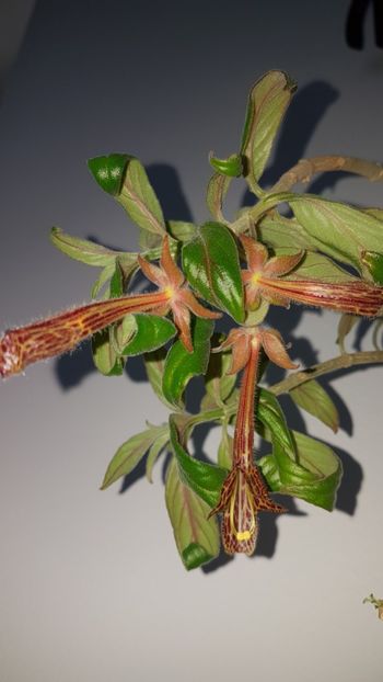 C. Schiedeana - Columnee