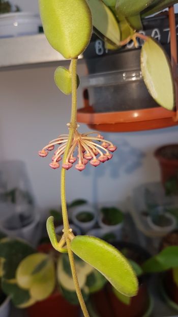 H. Bilobata - Sp aff Burtoniae