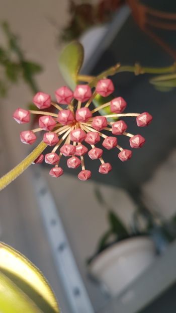 H. Bilobata - Sp aff Burtoniae