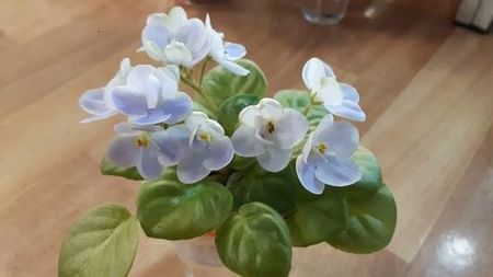 LE Son Trava poza net - LE Son Trava