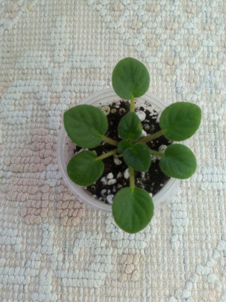 17 ian - LE Son Trava