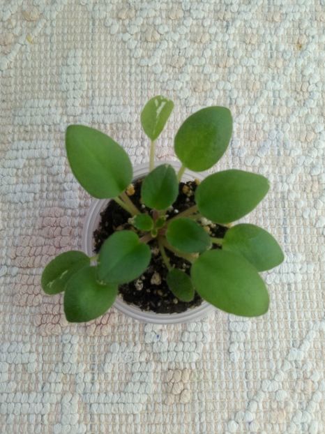 17 ian - Morgan s Mediterranean Escape