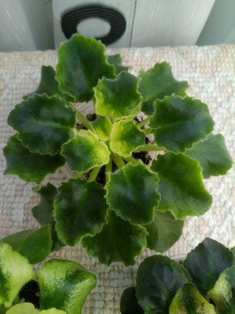 17 ian - LE Shining Star