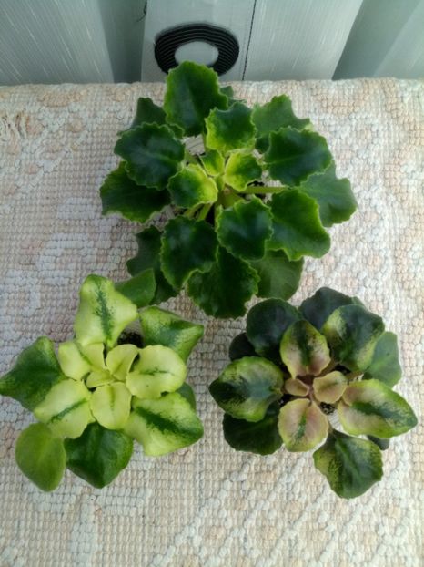 17 ian - LE Shining Star