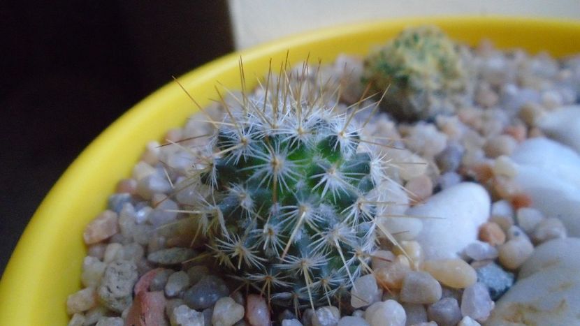 Echinopsis sp. - Cactusi 2020 - catalogare 2