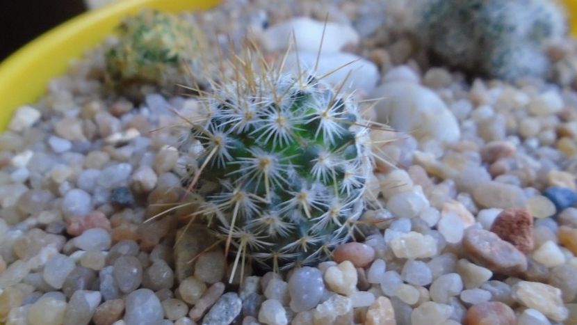 Echinopsis sp. - Cactusi 2020 - catalogare 2